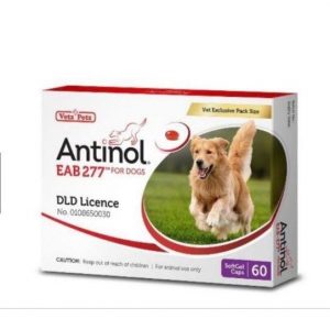 Antinol Dog อาหารเสริมบำรุงข้อสำหรับสุนัข บรรจุ 60 แคปซูล / 1 กล่อง